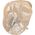 Dansac Nova Poche Fermée Transparent 20-60mm 802-20 30 st