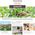 Pranarôm Huile Essentielle Eucalyptus Smithii Bio 10 ml