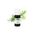 Phytosun Tea-Tree Essentiële Olie 10 ml