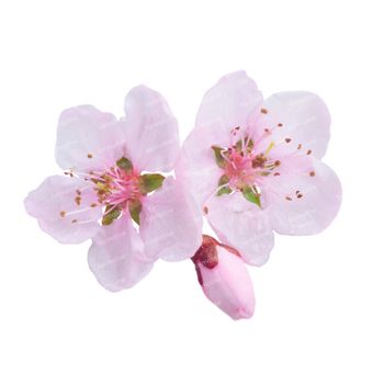 Beauty Made Easy Le Papier Moisturising Baume à Lèvres Cherry Blossom 6 g