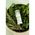 Kalip’tus Luchtspray 30 ml